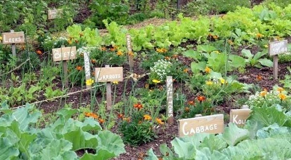 Grow Your Own Food off grid